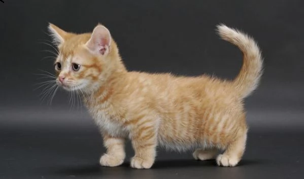 affettuosi gatto munchkin