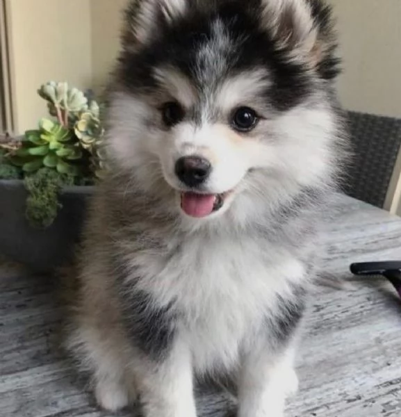 regalo siberian husky con pedigree consegna con  libretto sanitario vaccini certificati dal veteri