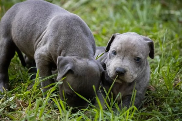 pitbull terrier americano cuccioli | Foto 6