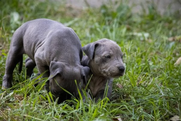 pitbull terrier americano cuccioli | Foto 5