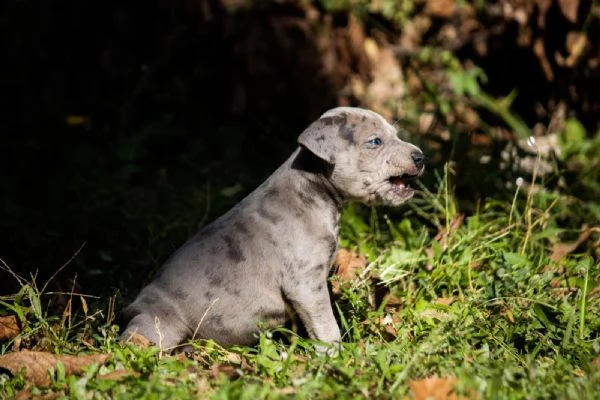 pitbull terrier americano cuccioli