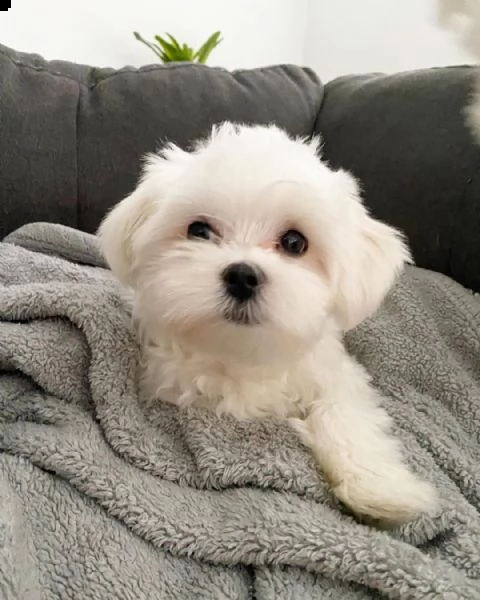 splendidi cuccioli di maltese genuini 393512351560