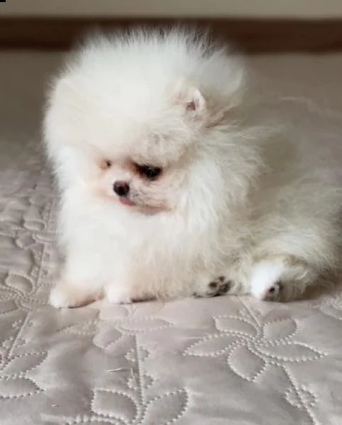 adorabili cuccioli di pomerania 393512351560