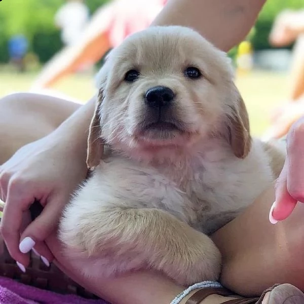 golden retriever cuccioli