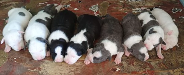 Amstaff | Foto 0