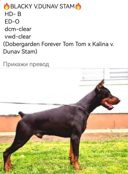 doberman cuccioli