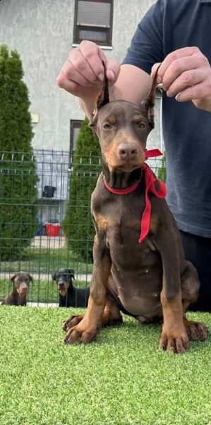 doberman cuccioli | Foto 2