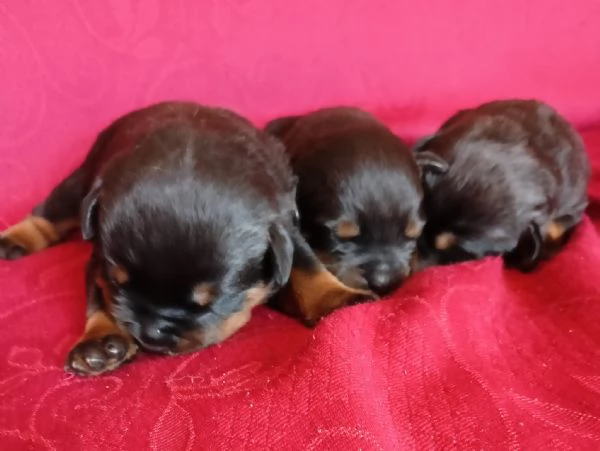 PRENOTASI CUCCIOLE FEMMINE DI ROTTWEILER  | Foto 3