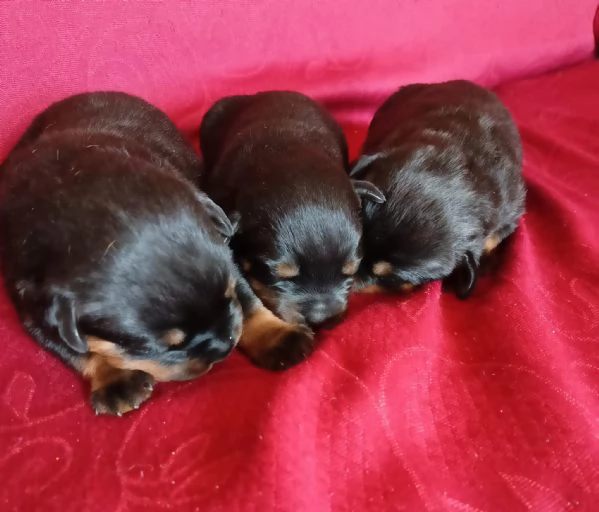 PRENOTASI CUCCIOLE FEMMINE DI ROTTWEILER  | Foto 2