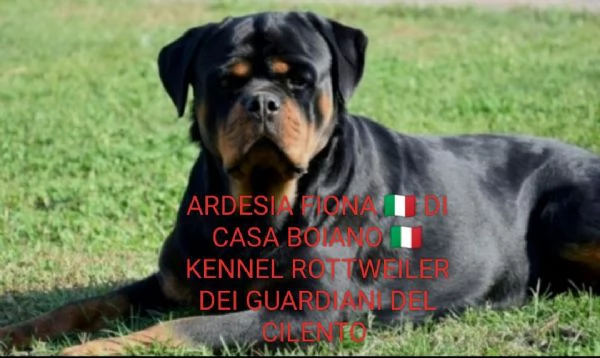 PRENOTASI CUCCIOLE FEMMINE DI ROTTWEILER  | Foto 1