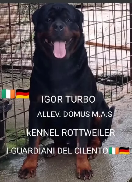 PRENOTASI CUCCIOLE FEMMINE DI ROTTWEILER  | Foto 0