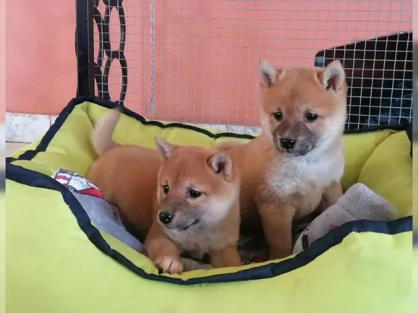 Cuccioli Shiba Inu addestrati | Foto 3