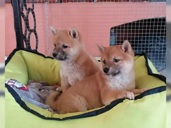 Cuccioli Shiba Inu addestrati | Foto 1