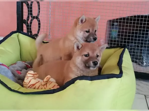 Cuccioli Shiba Inu addestrati | Foto 0