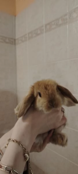 Coniglietti ariete nano  | Foto 3