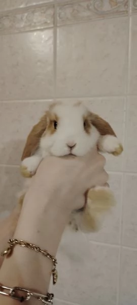 Coniglietti ariete nano  | Foto 2