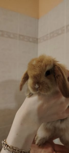 Coniglietti ariete nano  | Foto 1