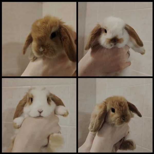 Coniglietti ariete nano 