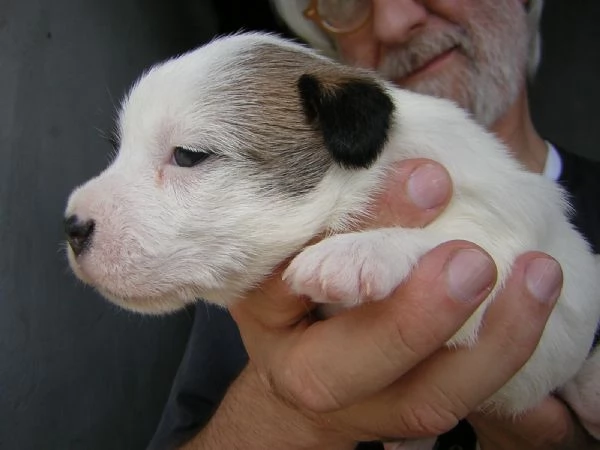 vendo cuccioli di jack russell terrier con Pedigree ENCI | Foto 0