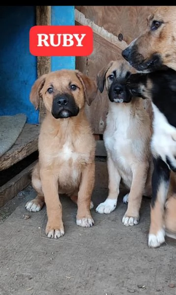 Cuccioli di 3 mesi in adozione | Foto 2