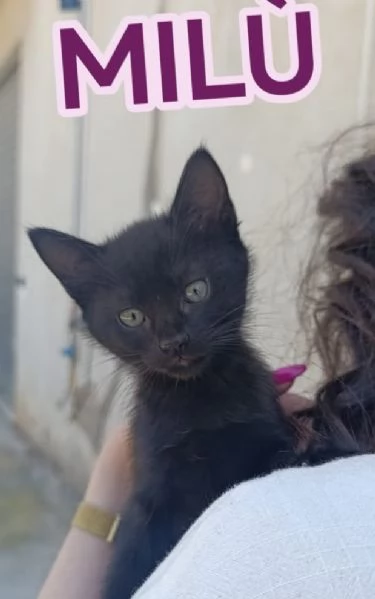 Gattine di due mesi dolcissime | Foto 0