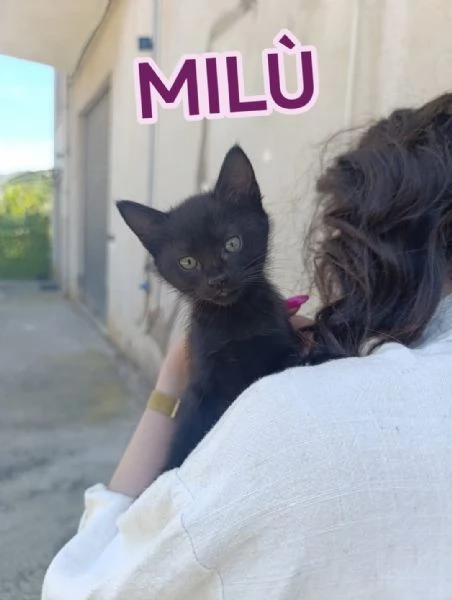 Gattine di due mesi dolcissime
