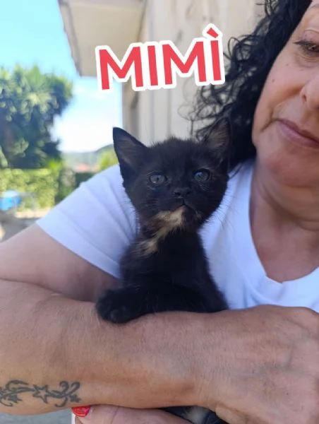 Gattine di due mesi dolcissime | Foto 0