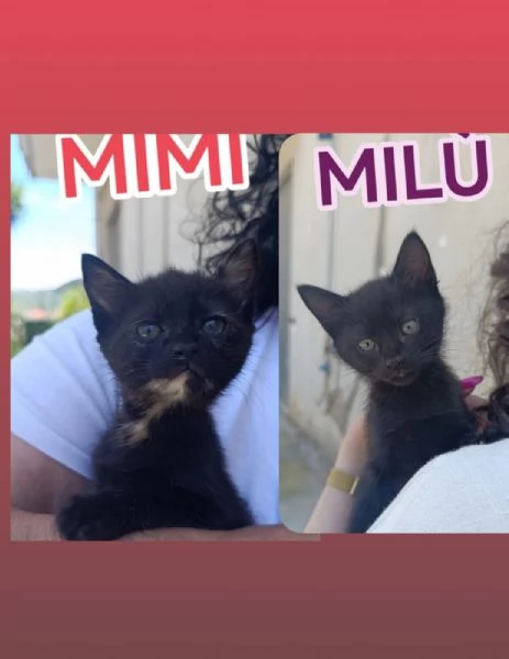 Gattine di due mesi dolcissime