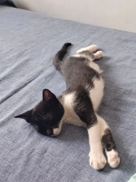 Fiammetta gattina 2 mesi dolcissima | Foto 2