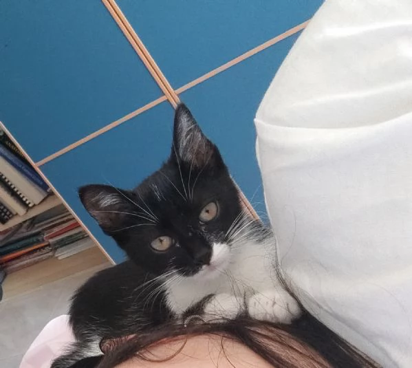 Fiammetta gattina 2 mesi dolcissima | Foto 1