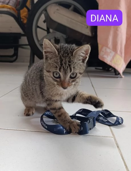 Due gattini dolcissimi abbandonati 