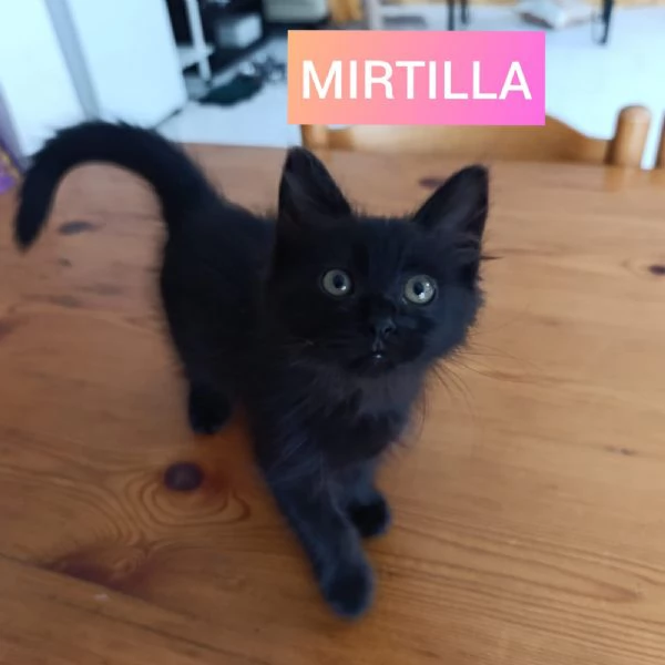 Tre gattini dolcissimi abbandonati 