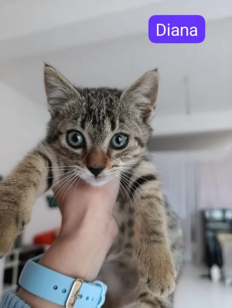 Due gattini dolcissimi abbandonati  | Foto 0