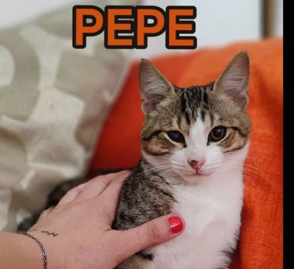 Pepe gattino che nessuno vuole