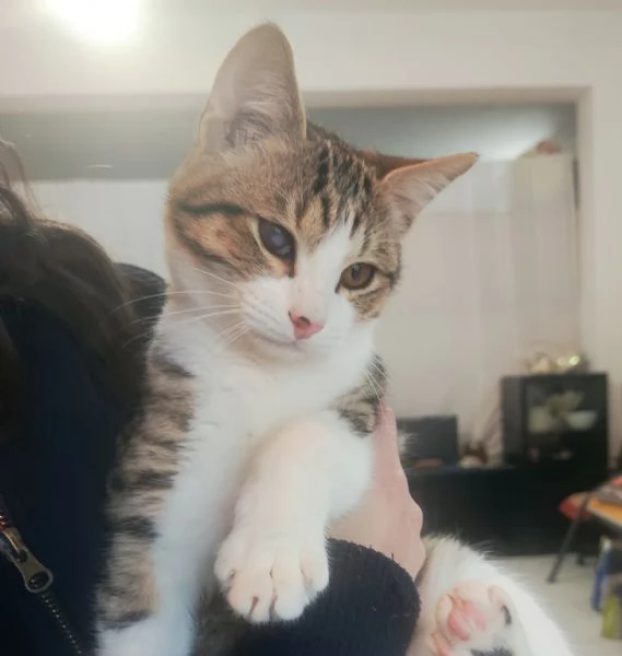 Adottato  Pepe gattino che nessuno vuole | Foto 1