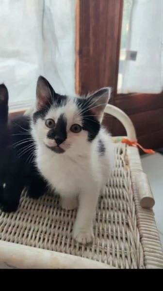 Pallino gattino 2 mesi cerca famiglia