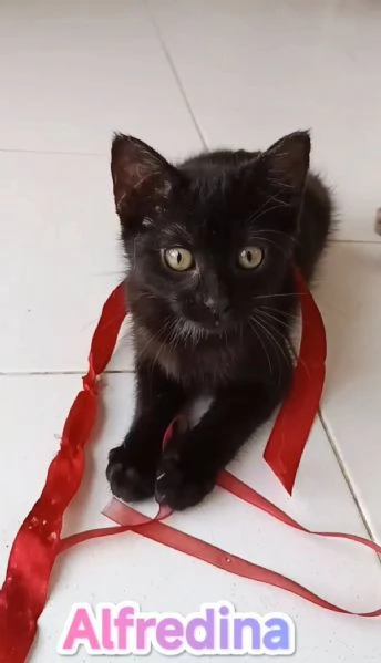 gattina di tre mesi dolcissima | Foto 1
