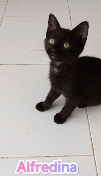gattina di tre mesi dolcissima | Foto 0