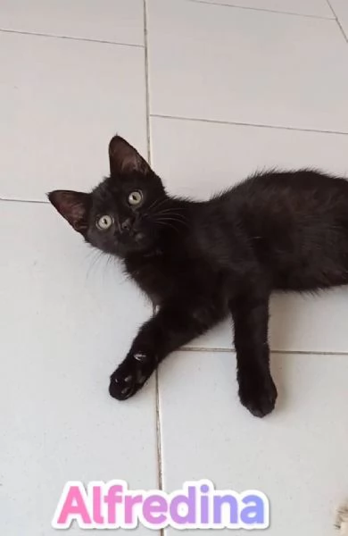 gattina di tre mesi dolcissima