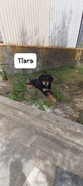 TIARA cucciolotta dolcissima 3 mesi | Foto 6