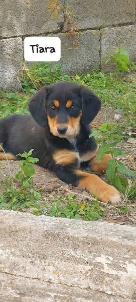 TIARA cucciolotta dolcissima 3 mesi | Foto 5
