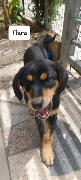 TIARA cucciolotta dolcissima 3 mesi | Foto 4