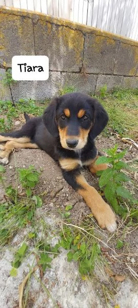 TIARA cucciolotta dolcissima 3 mesi | Foto 3