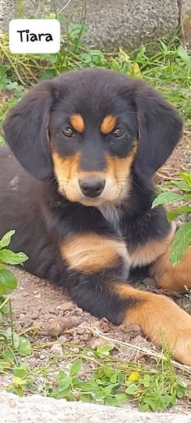 TIARA cucciolotta dolcissima 3 mesi