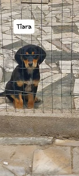TIARA cucciolotta dolcissima 3 mesi | Foto 1