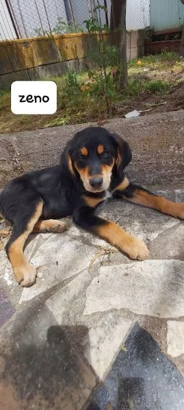 ZENO 3 mesi dolcissimo cucciolo | Foto 6