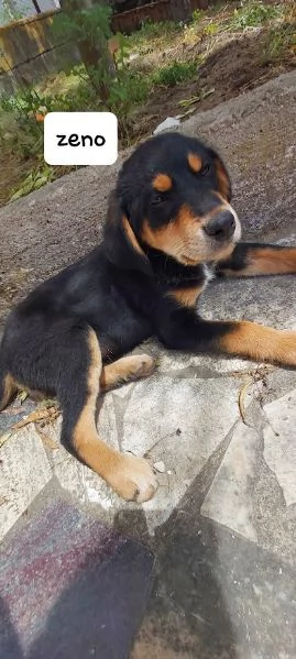 ZENO 3 mesi dolcissimo cucciolo | Foto 5