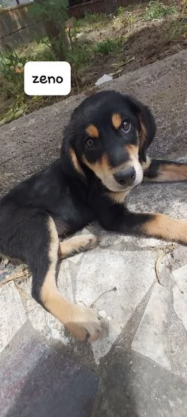 ZENO 3 mesi dolcissimo cucciolo | Foto 4