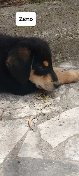 ZENO 3 mesi dolcissimo cucciolo | Foto 3