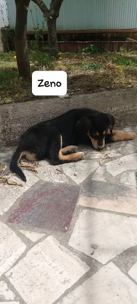 ZENO 3 mesi dolcissimo cucciolo | Foto 2